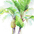 Watercolor Banana Plantain Painting by Patricia Pinto Watercolor Banana Plantain Painting by Patricia Pinto