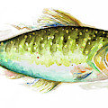 Watercolor Fish II Painting by Patricia Pinto Watercolor Fish II Painting by Patricia Pinto