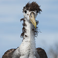 Waved Albatross Molting Juvenile Photograph by Pete Oxford Waved Albatross Molting Juvenile Photograph by Pete Oxford