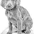 Weimaraner by Rob Christensen