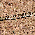 Western Diamondback Rattle Snake Photograph by Tom Janca