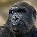 Western Lowland Gorilla Portrait by San Diego Zoo Western Lowland Gorilla Portrait by San Diego Zoo