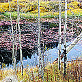 Wetlands In Autumn Photograph by Art Wolfe