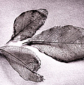 What Living Leaves Hide No Text Photograph by Weston Westmoreland What Living Leaves Hide No Text Photograph by Weston Westmoreland