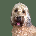 Wheaton Terrier Photograph by Karen Zuk Rosenblatt Wheaton Terrier Photograph by Karen Zuk Rosenblatt
