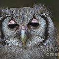 Where is my Tea... Photograph by Nina Stavlund Where is my Tea... Photograph by Nina Stavlund