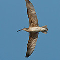Whimbrel In Flight Photograph by Anthony Mercieca Whimbrel In Flight Photograph by Anthony Mercieca