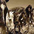 Whimsical Stallions Photograph by Amanda Smith Whimsical Stallions Photograph by Amanda Smith
