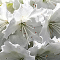 White Azaleas Photograph by William Selander White Azaleas Photograph by William Selander