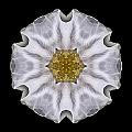 White Beach Rose I Flower Mandala by David J Bookbinder
