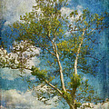 White Birch In May Photograph by Lois Bryan White Birch In May Photograph by Lois Bryan