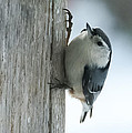 White-Breasted Nuthatch Photograph by Holden The Moment White-Breasted Nuthatch Photograph by Holden The Moment