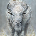White Buffalo Painting by Wayne Pruse White Buffalo Painting by Wayne Pruse