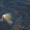 White carp in the lake Photograph by Flees Photos White carp in the lake Photograph by Flees Photos