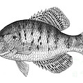 White Crappie Pomoxis Annularis Photograph by Carlyn Iverson White Crappie Pomoxis Annularis Photograph by Carlyn Iverson