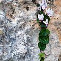 White Cyclamen flowers Photograph by Michalakis Ppalis White Cyclamen flowers Photograph by Michalakis Ppalis