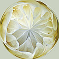 White Dahlia Orb Photograph by Tikvah's Hope White Dahlia Orb Photograph by Tikvah's Hope
