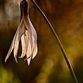 White Dogtooth Violet Photograph by Robert Charity White Dogtooth Violet Photograph by Robert Charity