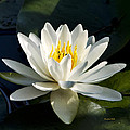 White Water Lily Photograph by Christina Rollo White Water Lily Photograph by Christina Rollo