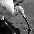 White Ibis - BW Photograph by Christopher Holmes White Ibis - BW Photograph by Christopher Holmes