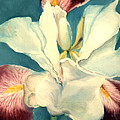 White Iris Painting by Anni Adkins White Iris Painting by Anni Adkins
