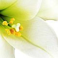 White Lilly Macro by Johan Swanepoel White Lilly Macro by Johan Swanepoel