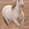 White Mare Approaches Number One Close Up Muted Photograph by Heather Kirk White Mare Approaches Number One Close Up Muted Photograph by Heather Kirk