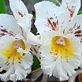 White Orchids Photograph by Amy Fose White Orchids Photograph by Amy Fose