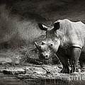White Rhinoceros Photograph by Johan Swanepoel White Rhinoceros Photograph by Johan Swanepoel