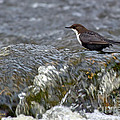White-throated Dipper Photograph by Torbjorn Swenelius White-throated Dipper Photograph by Torbjorn Swenelius