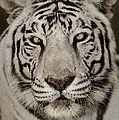 White Tiger Portrait Wildlife Rescue Photograph by Dave Welling White Tiger Portrait Wildlife Rescue Photograph by Dave Welling