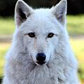 White Wolf Close Up by Nick Gustafson White Wolf Close Up by Nick Gustafson
