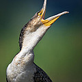 Whitebreasted Cormorant by Johan Swanepoel Whitebreasted Cormorant by Johan Swanepoel