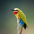 Whitefronted Bee-eater by Johan Swanepoel Whitefronted Bee-eater by Johan Swanepoel