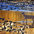 Whitetail Doe Crossing the Buffalo National River by Michael Dougherty