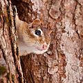Whos That Knocking On My Door Photograph by Jeff Sinon Whos That Knocking On My Door Photograph by Jeff Sinon