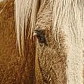 Wickenburg's Palomino Gold Photograph by Amanda Smith Wickenburg's Palomino Gold Photograph by Amanda Smith
