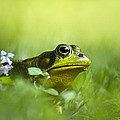 Wild Green Frog Photograph by Christina Rollo Wild Green Frog Photograph by Christina Rollo