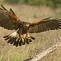 Wild Harris Hawk Landing Photograph by Dave Welling Wild Harris Hawk Landing Photograph by Dave Welling