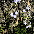 Wild Lavender Flowers Painting by George Pedro Wild Lavender Flowers Painting by George Pedro