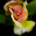 Wild Rose by Leon Hollins III Wild Rose by Leon Hollins III