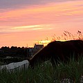 Wild Silhouette at Sunset by Kim Galluzzo