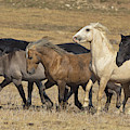 Wild Stallion Herd Pryor Mountain Photograph by Yva Momatiuk and John Eastcott Wild Stallion Herd Pryor Mountain Photograph by Yva Momatiuk and John Eastcott