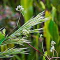 Wildflowers and Grasses Photograph by Ed Gleichman Wildflowers and Grasses Photograph by Ed Gleichman