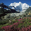 Wildflowers And Kangshung Glacier Photograph by Colin Monteath Wildflowers And Kangshung Glacier Photograph by Colin Monteath