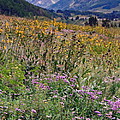 Wildflowers And Mountains by Sally Weigand Wildflowers And Mountains by Sally Weigand