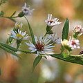 Wildflowers Photograph by Valerie Collins Wildflowers Photograph by Valerie Collins