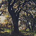 Wildly and Desperately My Arms Reached Out to You by Laurie Search Wildly and Desperately My Arms Reached Out to You by Laurie Search