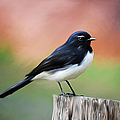 Willy Wagtail Austalian Bird Painting by Michelle Wrighton
