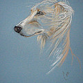 Windhound by Cori Solomon Windhound by Cori Solomon